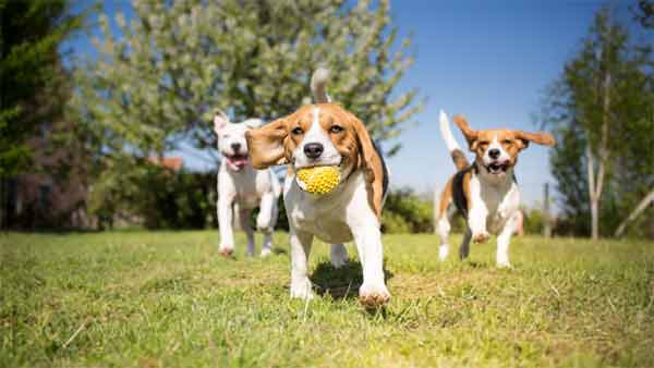 Benefits of using ultrasonic dog trainers