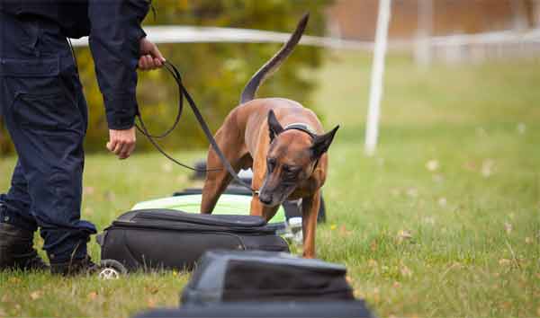 How actually the ultrasonic dog trainer works