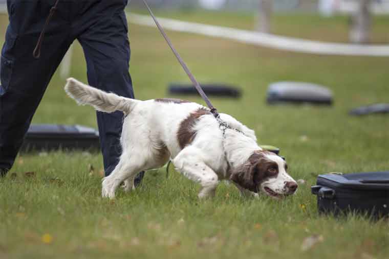 How do Ultrasonic Dog Trainers Work