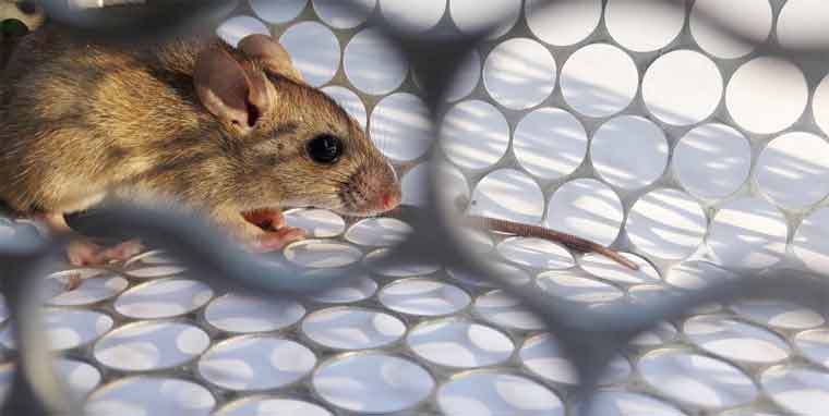 How Can you Keep rats Away From Your Home?