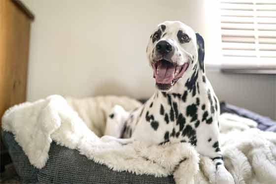 How you Can Choose the Right Dog Bed