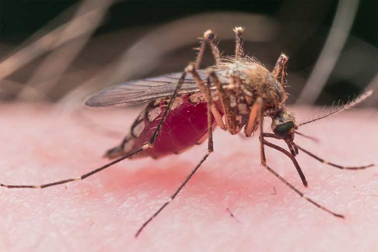 Mosquito Defense