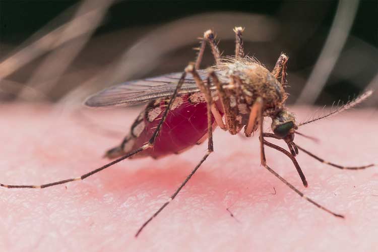 When is Mosquito Season Over?