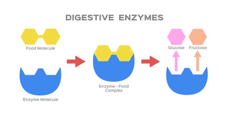 Digestive Enzymes – Bromelain & Papain