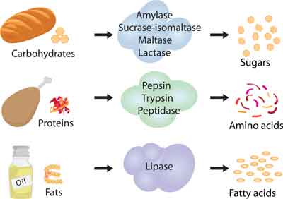 Enzymes