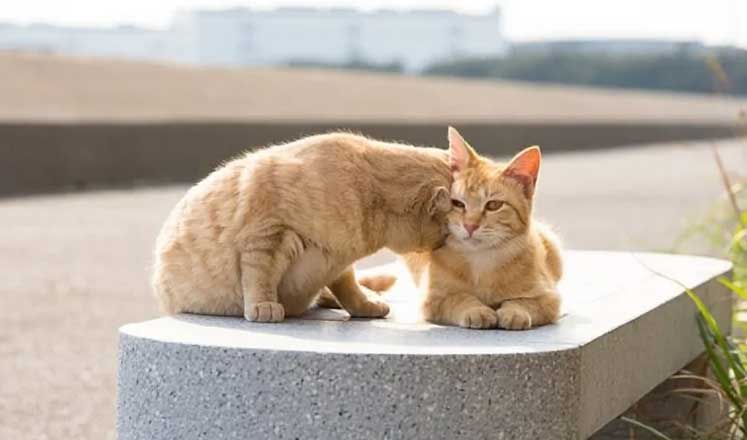 Cat Headbutting